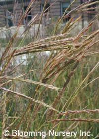 Andropogon gerardii                               